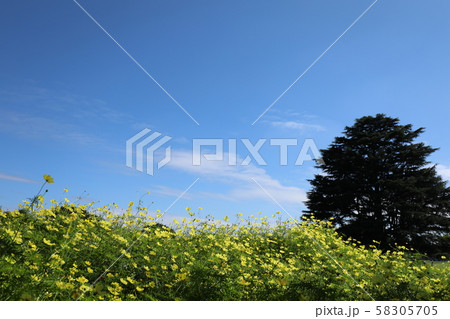 コスモス畑 58305705