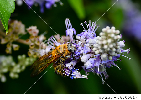 キンケハラナガツチバチ 58306817