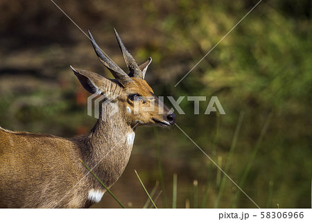 Cape bushbuck in Kruger National park, South 58306966