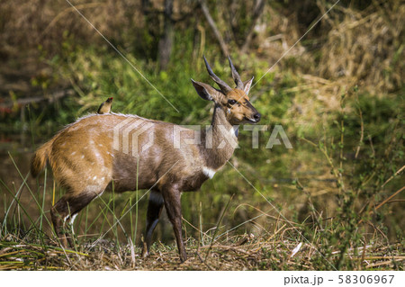 Cape bushbuck in Kruger National park, South 58306967