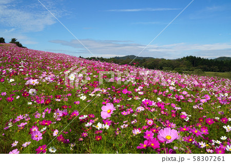 内山牧場のコスモス畑 58307261