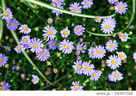 花 花びら 植物 58307289