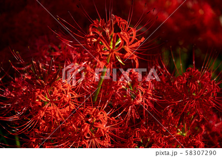 三重県津市の彼岸花 58307290