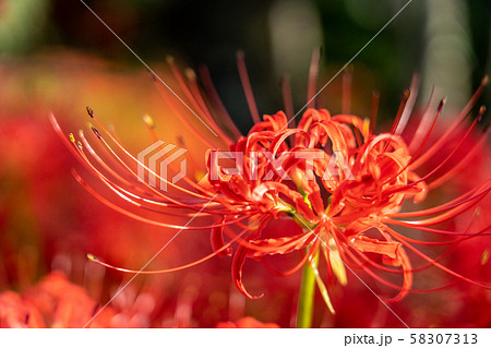 三重県津市の彼岸花 三重県津市の彼岸花 58307313