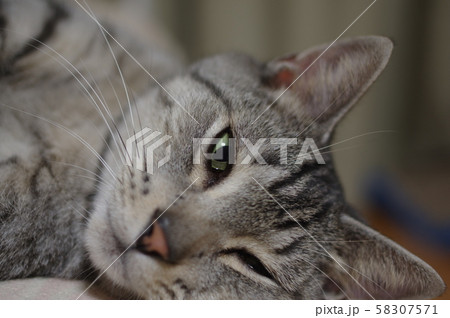 ねこちゃん ねこちゃん 58307571