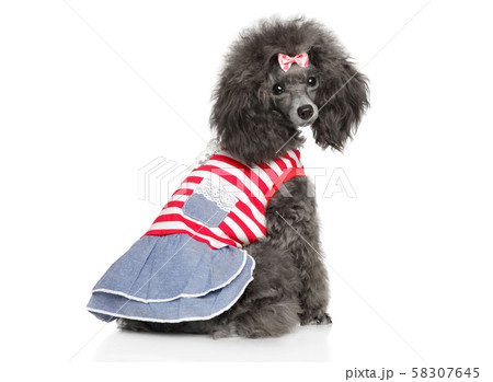 Toy Poodle Toy Poodle In Fashionable Dog Clothesの写真素材