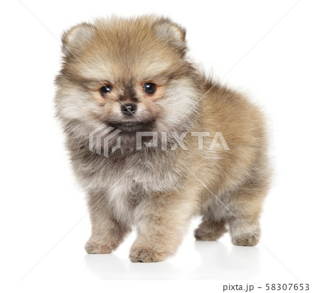 Pomeranian Spitz puppy on white background 58307653