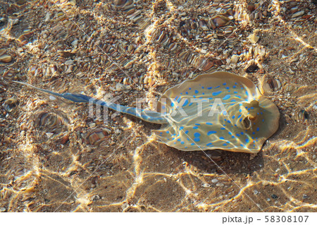 species of stingray near of beach 58308107