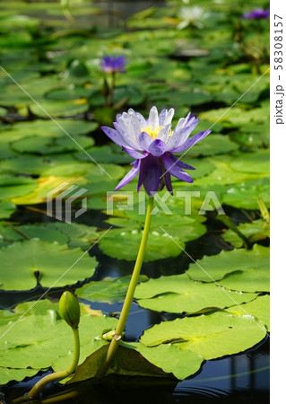 9月 調布117熱帯スイレン・スイレン科・神代植物公園 9月 調布117熱帯スイレン・スイレン科・神代植物公園 58308157