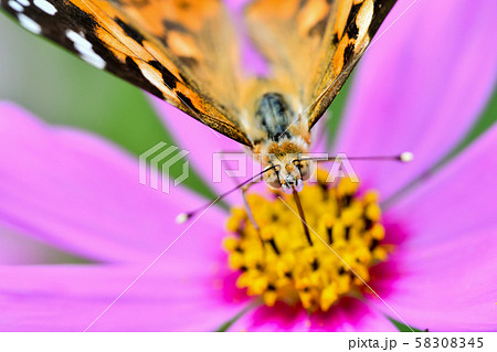 ヒメアカタテハ 58308345
