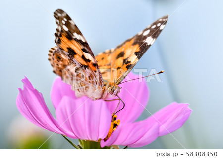 ヒメアカタテハ 58308350