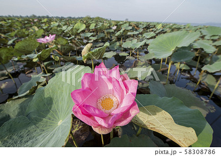 CAMBODIA BATTAMBANG KAMPING POUY LAKE CAMBODIA BATTAMBANG KAMPING POUY LAKE 58308786