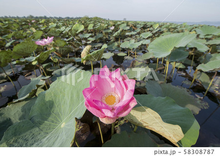 CAMBODIA BATTAMBANG KAMPING POUY LAKE CAMBODIA BATTAMBANG KAMPING POUY LAKE 58308787