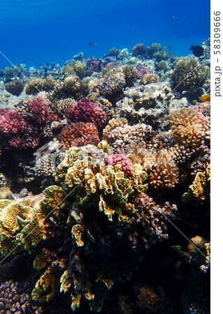 coral reef in Egypt coral reef in Egypt 58309666