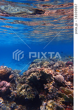 coral reef in Egypt 58309667