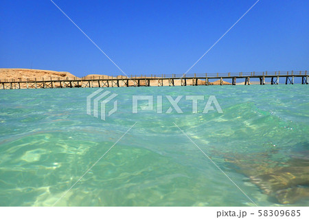 beauty sea mole from wood beauty sea mole from wood 58309685
