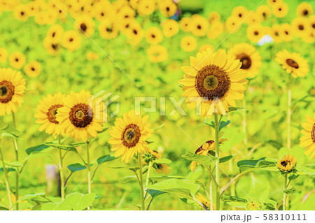 ひまわり ひまわり 58310111