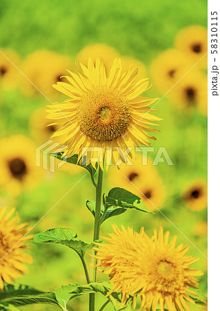 ひまわり ひまわり 58310115