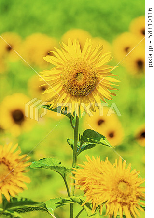 ひまわり　 58310116