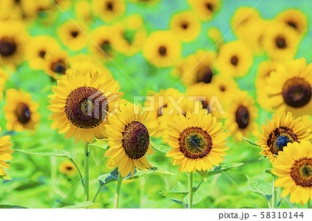 ひまわり　 58310144