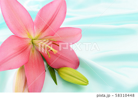 美しい花 美しい花 58310448