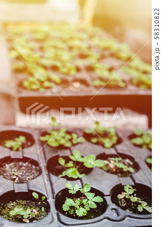 Ecology concept. The seedling are growing from the rich soil. Young plants in nursery plastic tray 58310822