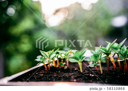 Ecology concept. The seedling are growing from the rich soil. Small depth of field. Young plants in 58310868