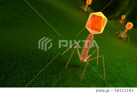 Bacteriophage virus particle on bacteria surface 58311183