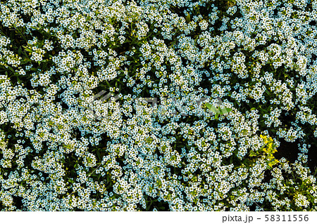 Small white flowers and green leaves garden top view Small white flowers and green leaves garden top view 58311556