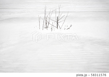 Snowy field with dry tree close-up. Snowy field with dry tree close-up. 58311576