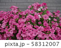 壁とピンクの花 58312007