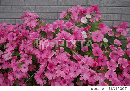 壁とピンクの花 壁とピンクの花 58312007