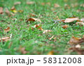 落ち葉と芝生 58312008