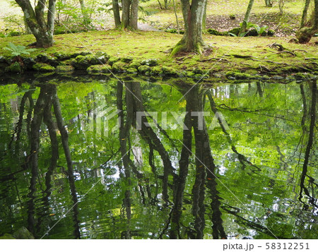 池と反射する樹木 58312251