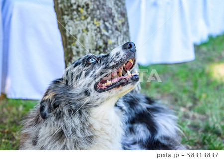 head and face of a border collie mixed breed black grey and white fur closeup bokeh while breathing head and face of a border collie mixed breed black grey and white fur closeup bokeh while breathing 58313837