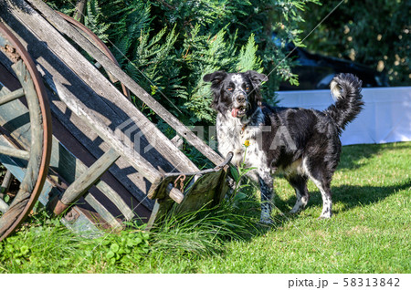 Pround border collie mixed breed black and white fur closeup bokeh while standing proud 58313842