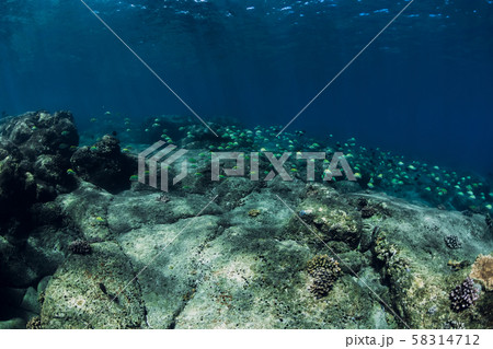 Underwater scene with school of fish over stones bottom. Tropical blue ocean 58314712