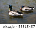 ２羽のオスのマガモ 58315457
