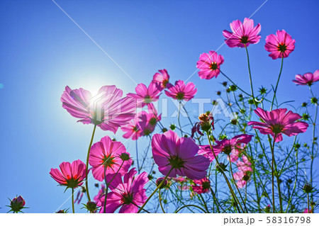 逆光の青空とマゼンタのコスモスの花の写真素材