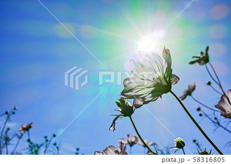 レンズフレアやゴーストを取り込んだ逆光の青空と白いコスモスの花の写真素材