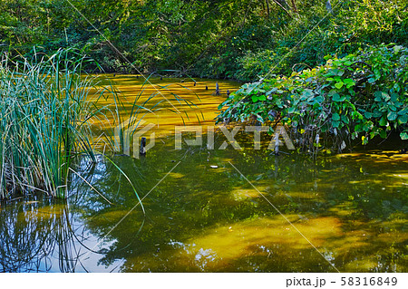 ミドリムシが繁殖した池の水面 58316849