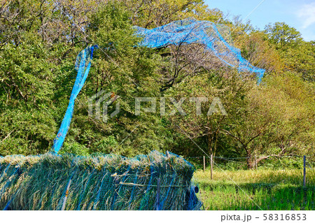 山の木の枝に引っ掛かった農業用ネット 山の木の枝に引っ掛かった農業用ネット 58316853