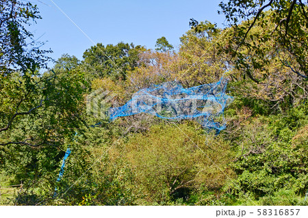 山の木の枝に引っ掛かった農業用ネット 山の木の枝に引っ掛かった農業用ネット 58316857