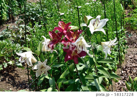 赤紫と白い百合の花の写真素材