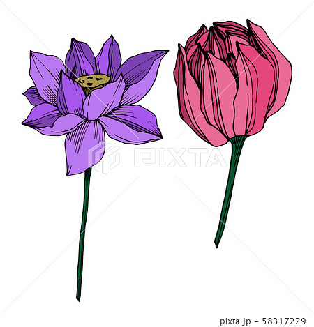 Vector Lotus floral botanical flower. Black and white engraved ink art. Isolated lotus illustration Vector Lotus floral botanical flower. Black and white engraved ink art. Isolated lotus illustration 58317229
