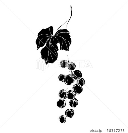 Vector Grape berry healthy food. Black and white engraved ink art. Isolated grapes illustration 58317273