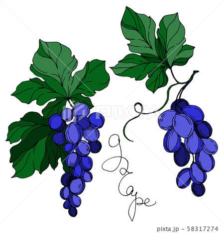 Vector Grape berry healthy food. Black and white engraved ink art. Isolated grapes illustration 58317274