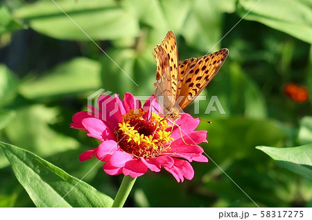 蝶 花と蝶 58317275