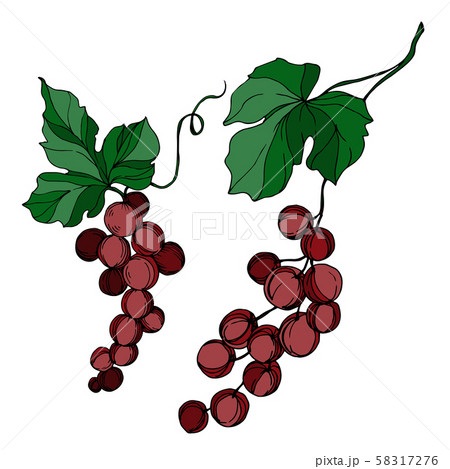Vector Grape berry healthy food. Black and white engraved ink art. Isolated grapes illustration 58317276
