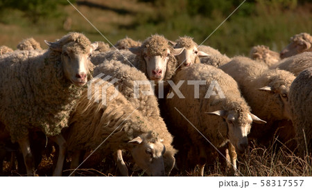 Sheep are walking. 58317557